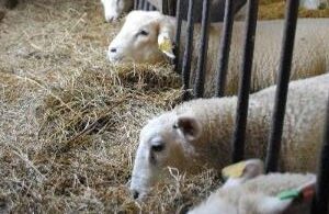 Utfodring och hullbedömning av får, fr fm